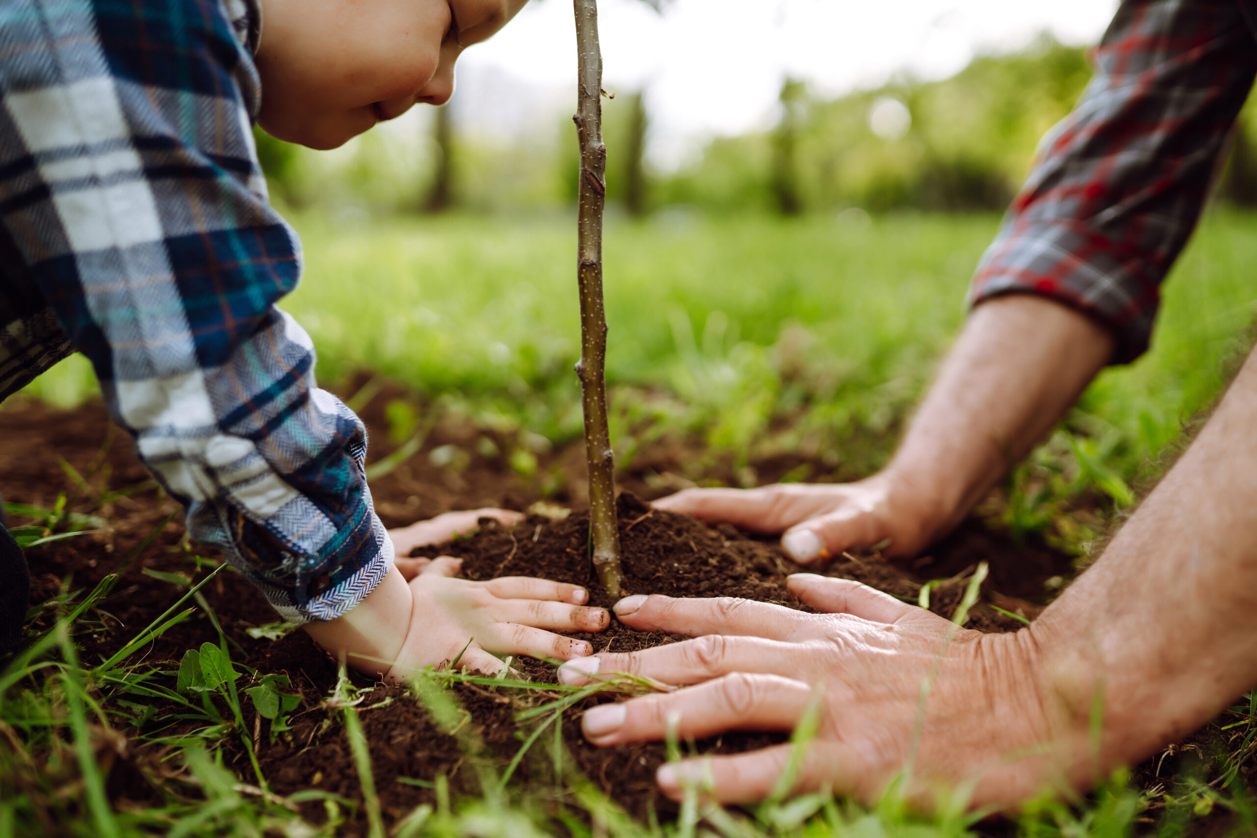Planting a family tree. Hands of grandfather and little boy plan